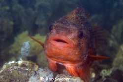 A Lumpsucker, photographed in the Oosterschelde, The Neth... by Rob Snieder 